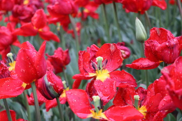 Obraz premium Images of flowers after the rain in Istanbul