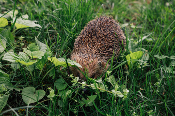 Hedgehog in the grass © YARphotographer