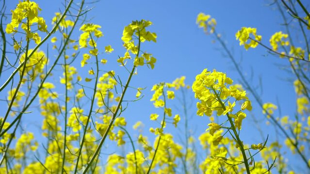 Field of raps with beautiful blue sky green energy windy weather closeup