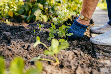 Hands of an elderly woman planting seedlings of strawberries in the ground. Farming, gardening,...