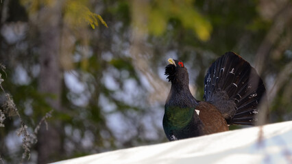 Male Western Capercaillie (Tetrao Urogallus) Wood Grouse at lek during the courting season