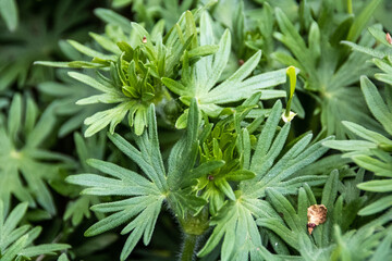 bloody cranesbill leaves