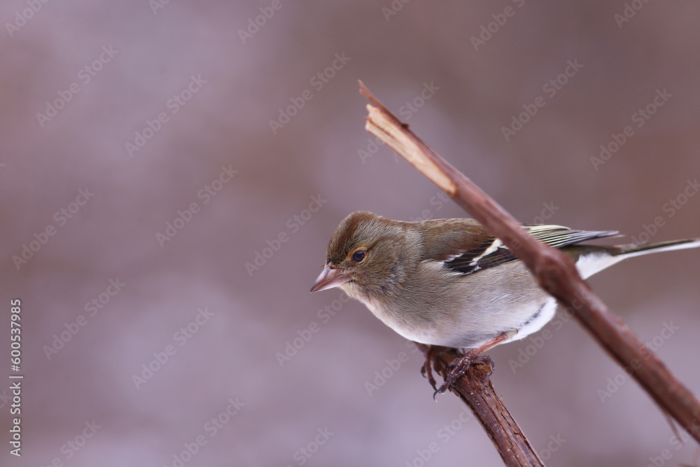 Wall mural a finch sits between parallel vines... , against a blurred pink background...