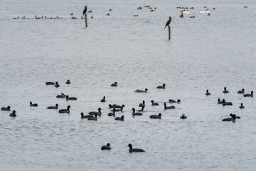 Stada ptaków na jeziorze