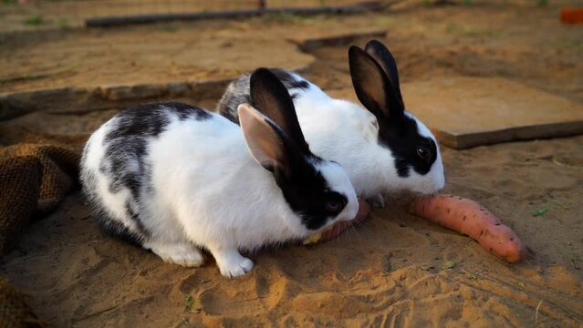 Little cute rabbits eating Red carrot to finish hunger. Rodents pet animals on the soil background.