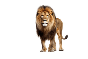 Fototapeta na wymiar Lion Isolated on Transparent Background. AI