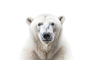 Polar Bear Isolated on Transparent Background. AI