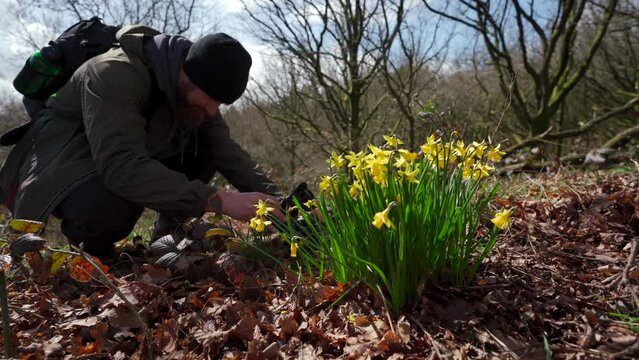 A photographer taking pictures of wild daffodil flowers