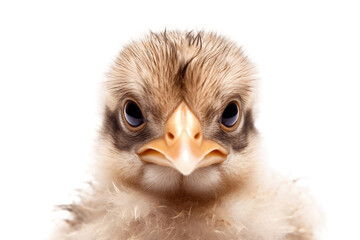 Close-up of a Baby Chicken's Face on Transparent Background. AI
