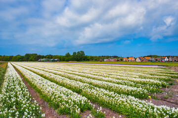 Fototapeta na wymiar View over a field full of blooming white hyacinths near Egmond aan Zee/Netherlands