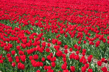 View of a field full of blooming tulips near Egmond aan Zee/Netherlands