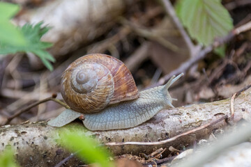 Eine Weinbergschnecke (Helix pomatia) kriecht über einen im Gebüsch am Boden liegenden Ast