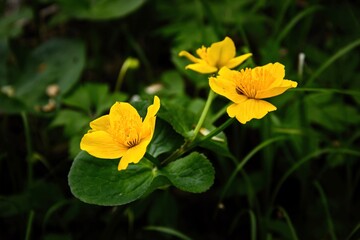 marigold in full bloom