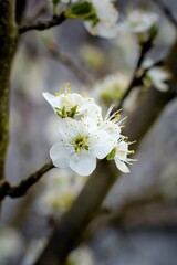 Details of a cherry blossom in full bloom.