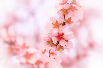 Flores de almendro en ramo con fondo blanco