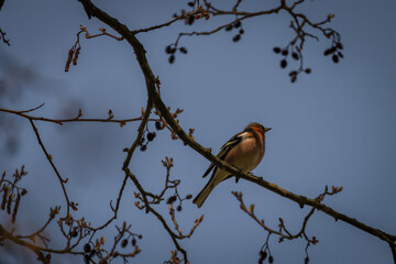Color spring bird on tree without leafs in sunny blue morning
