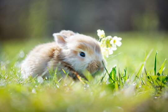 Small brown rabbit in green grass closeup. Can be used like Easter background. Animal photography