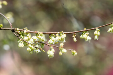 Close up of flowers on a mountain snowdrop (halesia monticola) tree