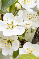 White flowers. Cherry blossoms. Landscape - nature. Gardening