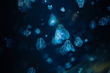 jellyfish in aquarium © k i n o