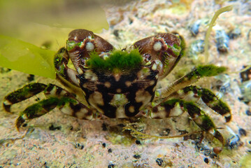Crab, channel clinging crab, reef spider crab or coral crab (Mithrax spinosissimus), Crabs Portunus segnis from Algeria, Mediterranean Sea, A crab among underwater rocks clinging to marine green algae