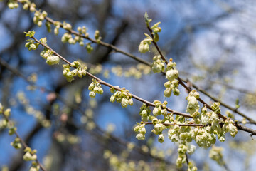 Close up of flowers on a mountain snowdrop (halesia monticola) tree