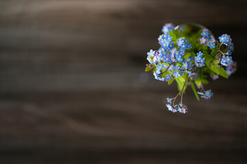 blue forget me not flowers on a dark wooden background with spring lights