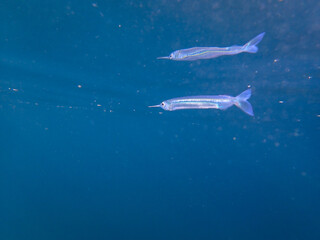 Garfish, sea needle (Belone belone) in mediterranean sea, Garfish swimming, a fish reflected on surface of  sea, underwater garfish, fish swimming on blue sea, garpike undersea.