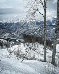 winter forest in the mountains