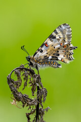Papilionidae / Orman Fistosu / Eastern Festoon / Zerynthia cerisyi
