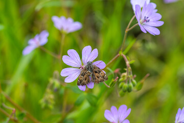 Hesperiidae / Hatmi Zıpzıpı / Mallow Skipper / Carcharodus alceae