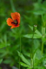 Fototapeta premium red poppy flower