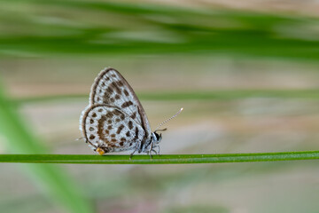 Lycaenidae / Balkan Kaplanı / Balkan Pierrot / Tarucus balkanicus