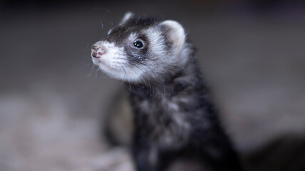 Cute ferret on the couch. Funny wild animal at home. Pet selective focus, side view, close-up of the animal's head.