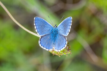 Fototapeta na wymiar Çokgözlü Mavi » Polyommatus icarus » Common Bluefatihozcan