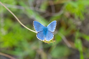 Çokgözlü Mavi » Polyommatus icarus » Common Blue

fatihozcan