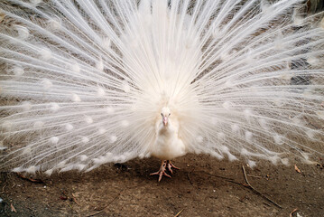 Male white peacock (pavo cristatus) showing his spread tail