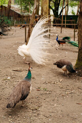 Female common peacock (pavo cristatus) and male white peacock in an arboretum in Georgia