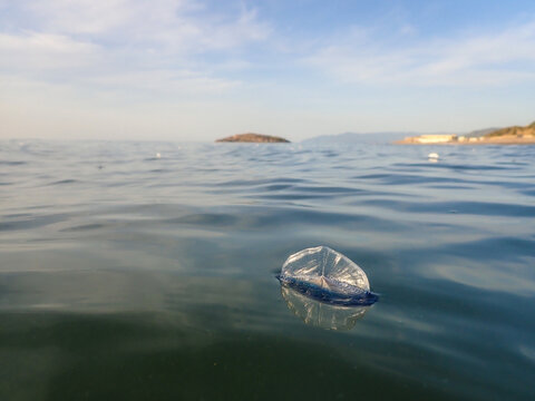 velella velella hydrozoa jellyfish floating on sea surface in mediterranean blue sea, Velella or by-the-wind sailor washed up on beach in Mediterranean sea, velella jellyfish with a transparent sail.