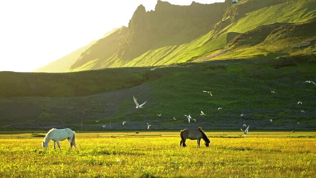 Horses grazing under arctic tern birds, Iceland summer sunrise