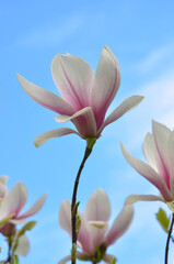 Branches with pink and white magnolia denudata 'Forrest's Pink' (Yulan Magnolia ) flowers on a background of blue sky . Gardening, growing magnolia tree concept .Free copy space. 