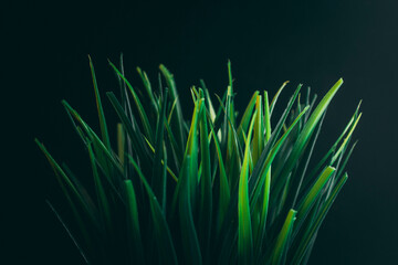 green grass on a black background