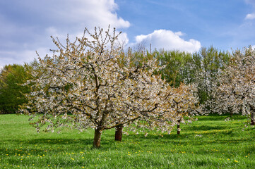 Kirschbaumblüte in der Fränkischen Schweiz, Deutschland
