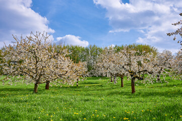 Blühende Kirschbäume in der Fränkischen Schweiz, Deutschland