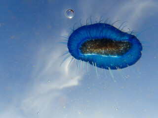 Velella (velella velella) or by-the-wind sailor washed up on beach in Mediterranean sea, Velella (aka by-the-wind sailor) blue jellyfish on underwater, Underwater macro photo of a velella jellyfish.