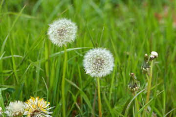 Dandelion and green grass in the background.