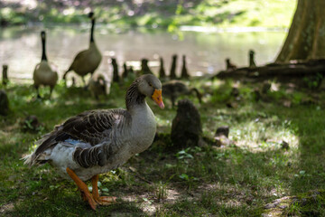 Fototapeta premium duck, goose, or swan? honestly I don't know, but I'm sure it's a bird - vol. 2