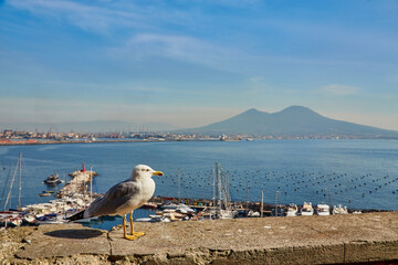 Seagull on the wall of Castel dell Ovo Egg Castle with panoramic view on mount Vesuvius in Naples, Campania, Italy, Europe. Ferries in the port of Naples.