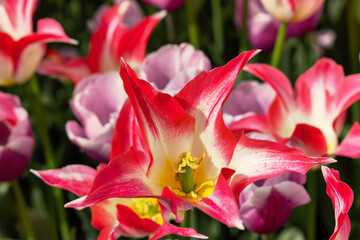 Tulpe