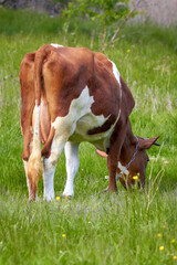 Red and white cow grazing in a meadow